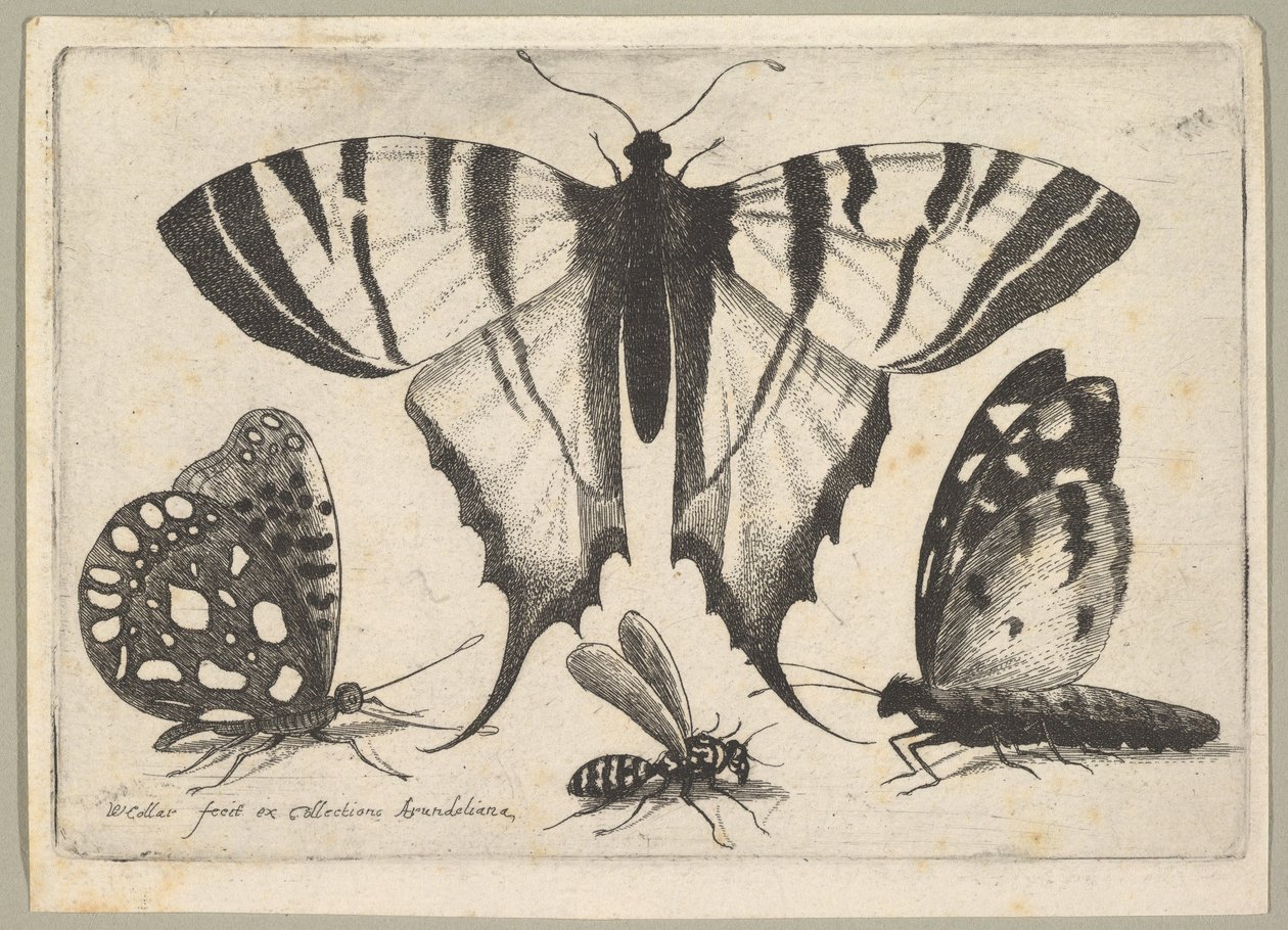 Kolme perhosta ja ampiainen, 1646. tekijältä Wenceslaus Hollar