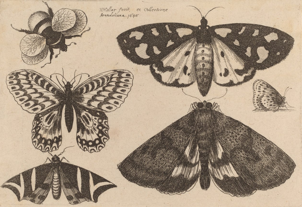 Kolme koita, kaksi perhosta ja kimalainen, 1646. tekijältä Wenceslaus Hollar