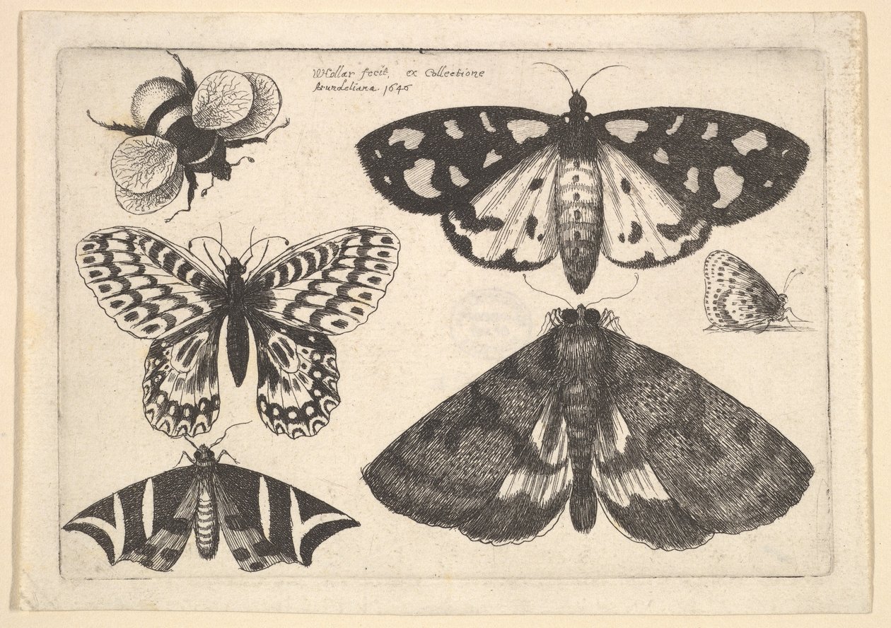 Kolme koi, kaksi perhosta ja kimalainen, 1646. tekijältä Wenceslaus Hollar