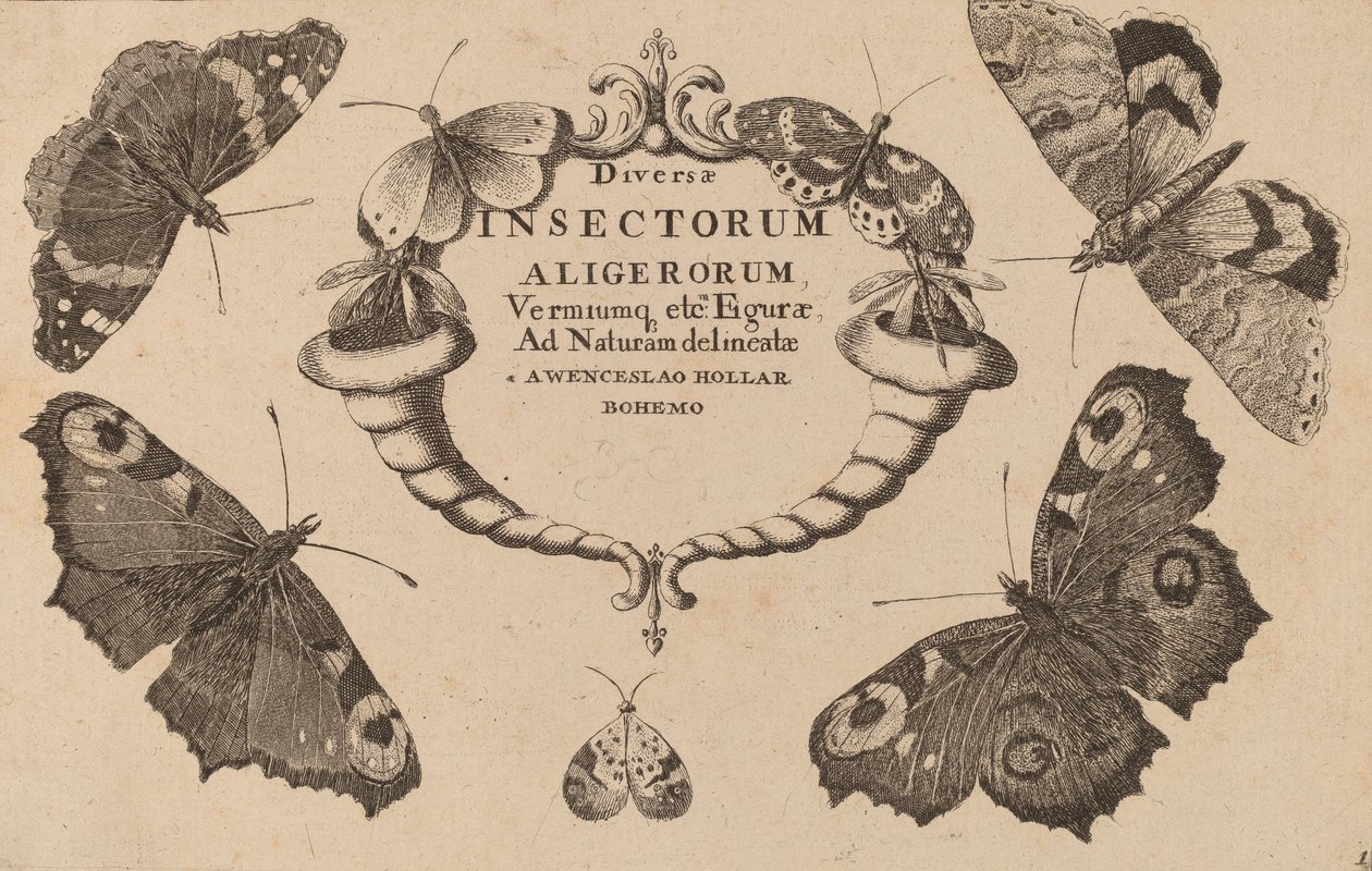 Nimilehti. tekijältä Wenceslaus Hollar