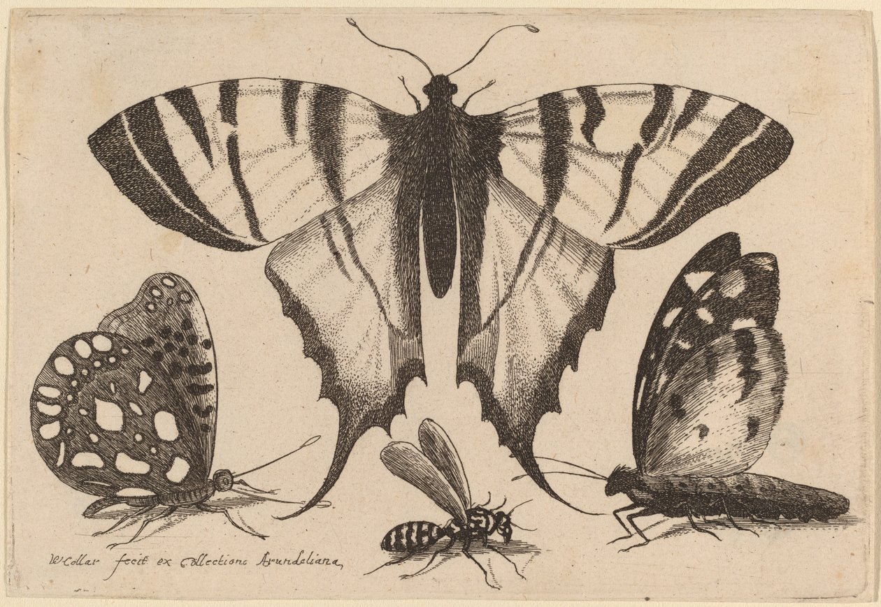 Kaksi perhosta, ampiainen ja koi tekijältä Wenceslaus Hollar