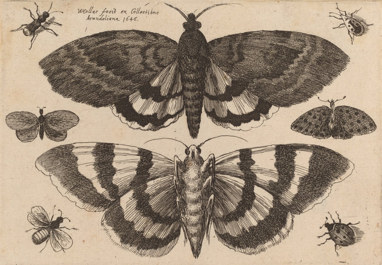 Kaksi koita ja kuusi hyönteistä, 1646. tekijältä Wenceslaus Hollar