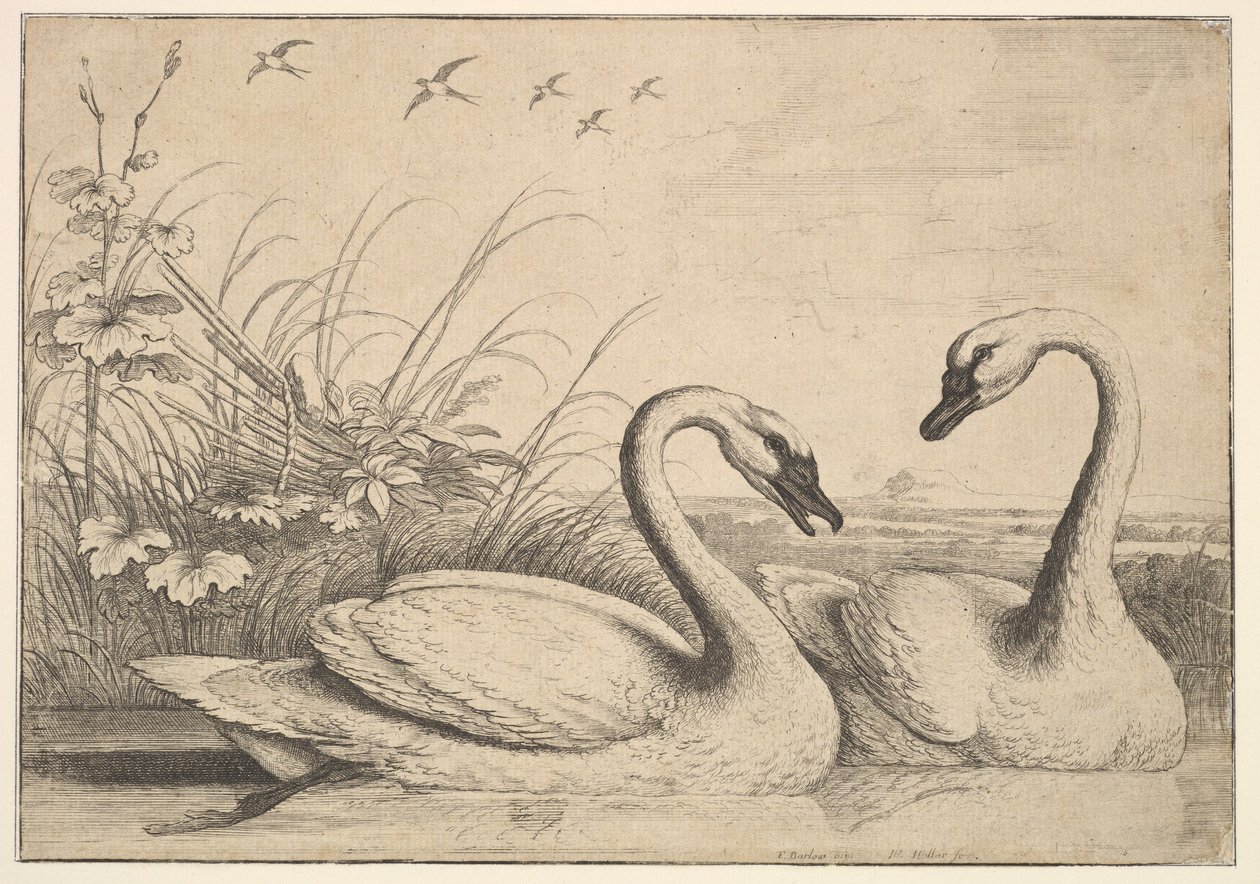 Kaksi joutsenta, 1654-58. tekijältä Wenceslaus Hollar
