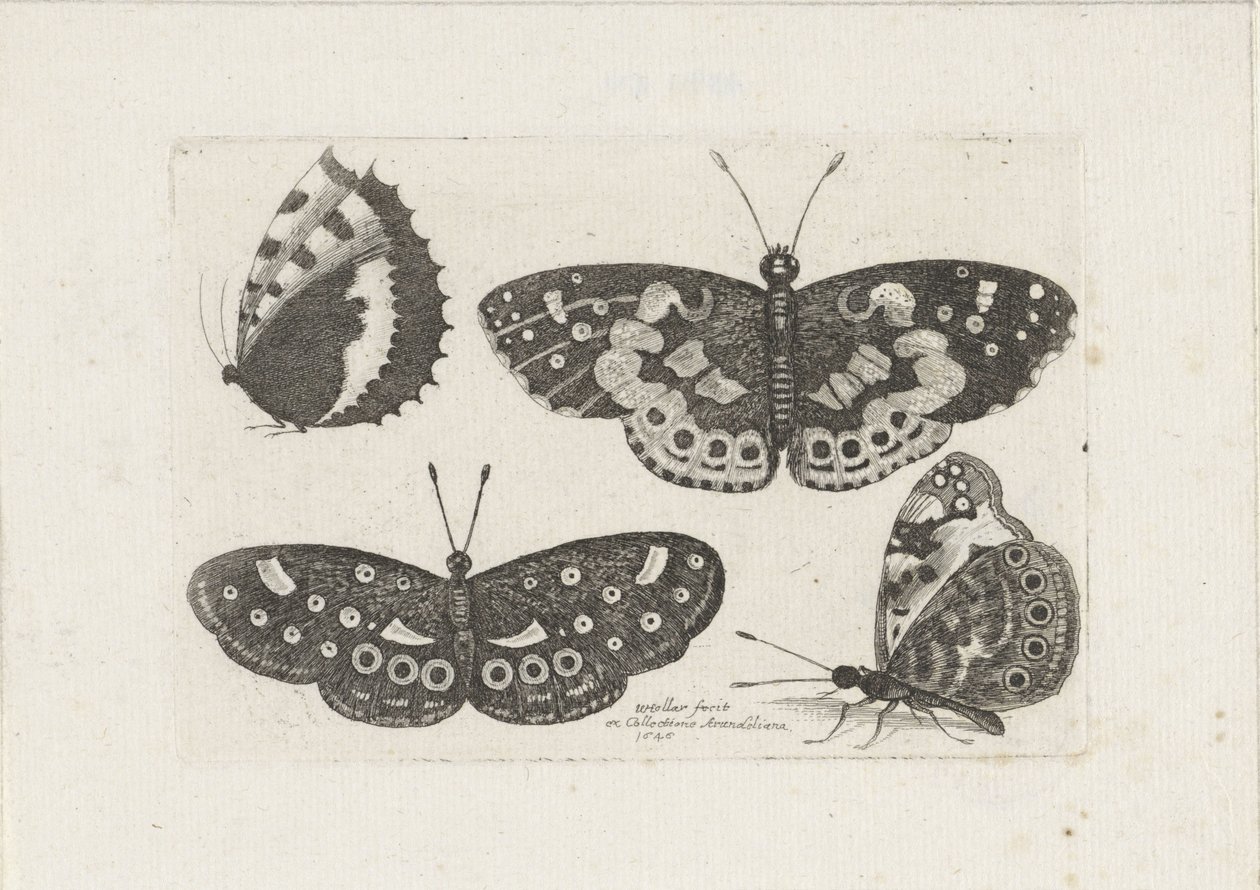Vier vlinders Hyönteiset (sarjan nimi) Scarab Flies (sarjan nimi) tekijältä Wenceslaus Hollar