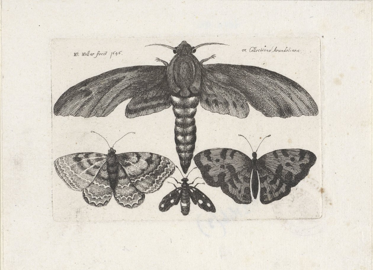 Perhosia ja koi Hyönteiset (sarjan nimi) Muscarum Scarabeorum (sarjan nimi) tekijältä Wenceslaus Hollar
