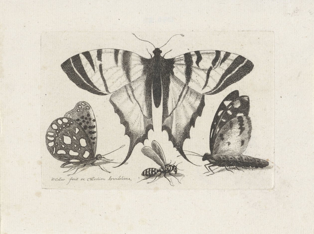 Perhosia ja ampiaista Hyönteiset (sarjan nimi) Muscarum Scarabeorum (sarjan nimi) tekijältä Wenceslaus Hollar