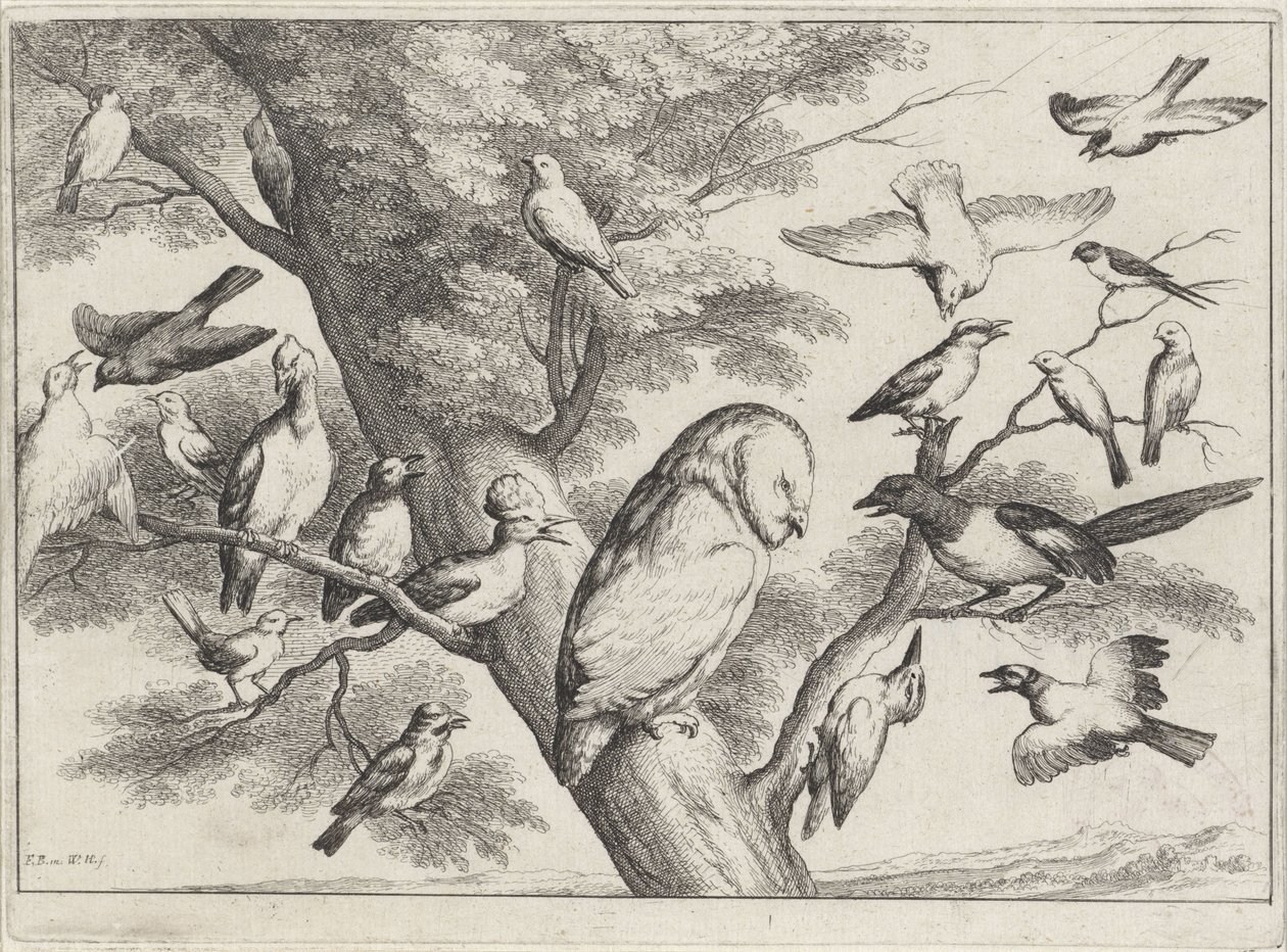 Linnut puussa Erilaisia ​​lintuja (sarjan nimi) tekijältä Wenceslaus Hollar
