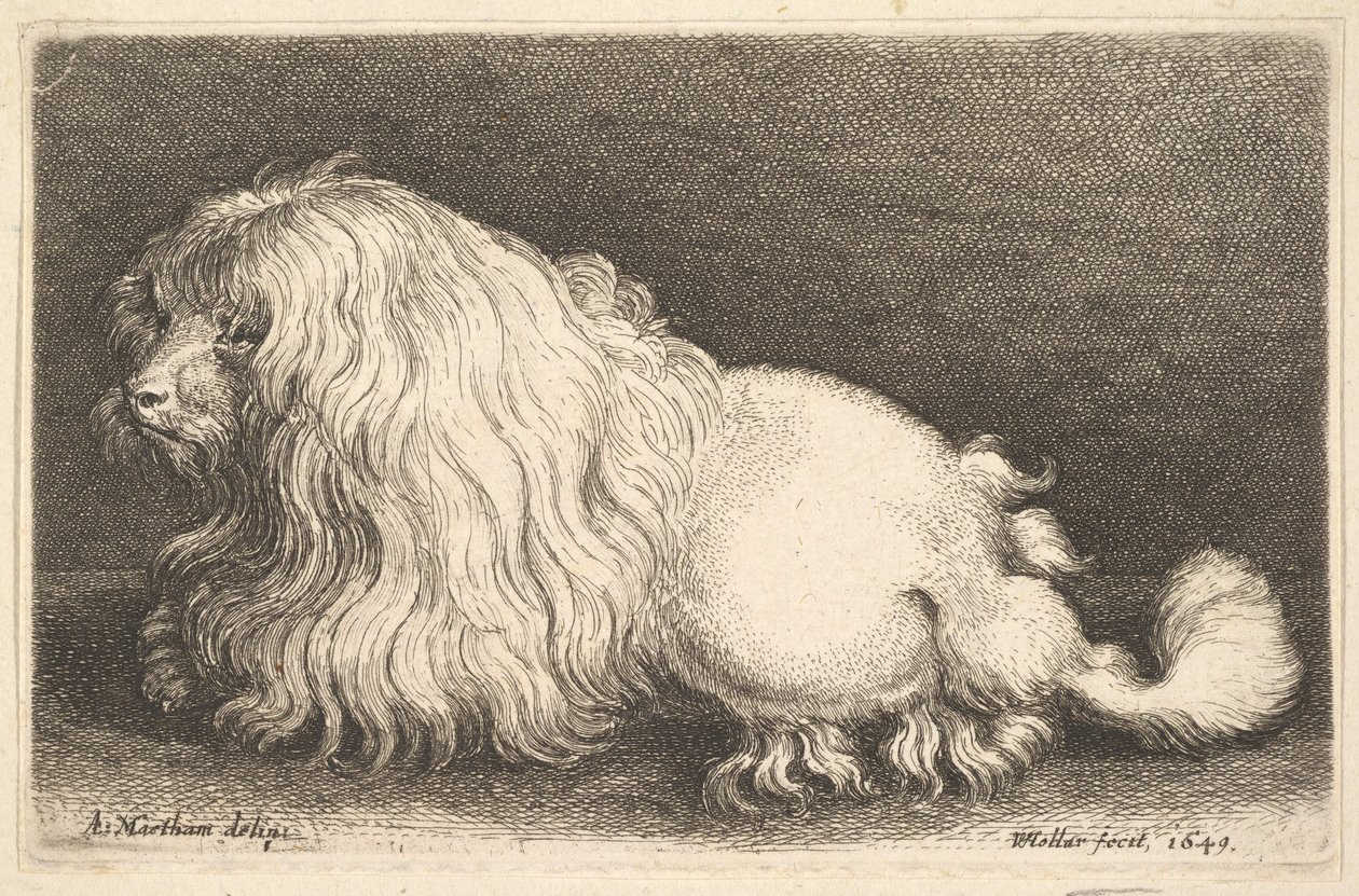 Valkoinen koira, 1649. tekijältä Wenceslaus Hollar
