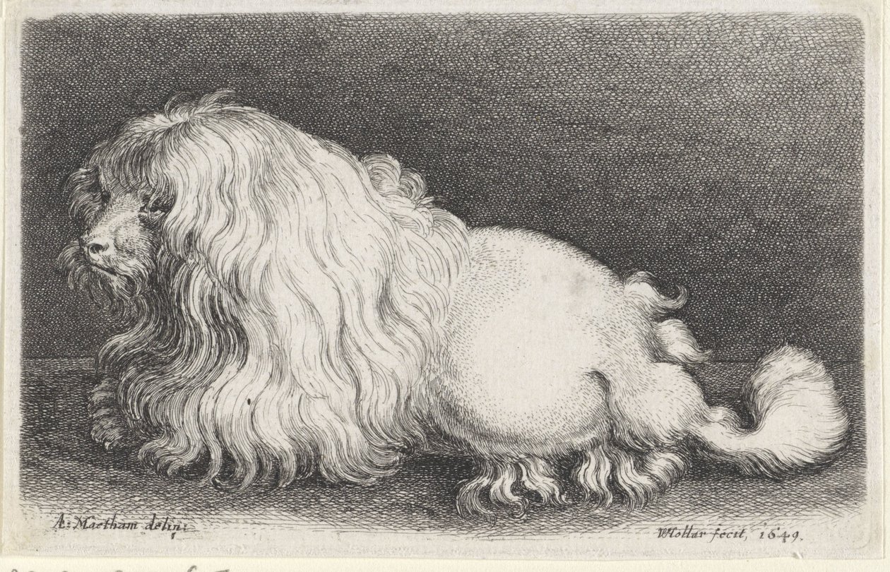 Acabat de gos blanc tekijältä Wenceslaus Hollar