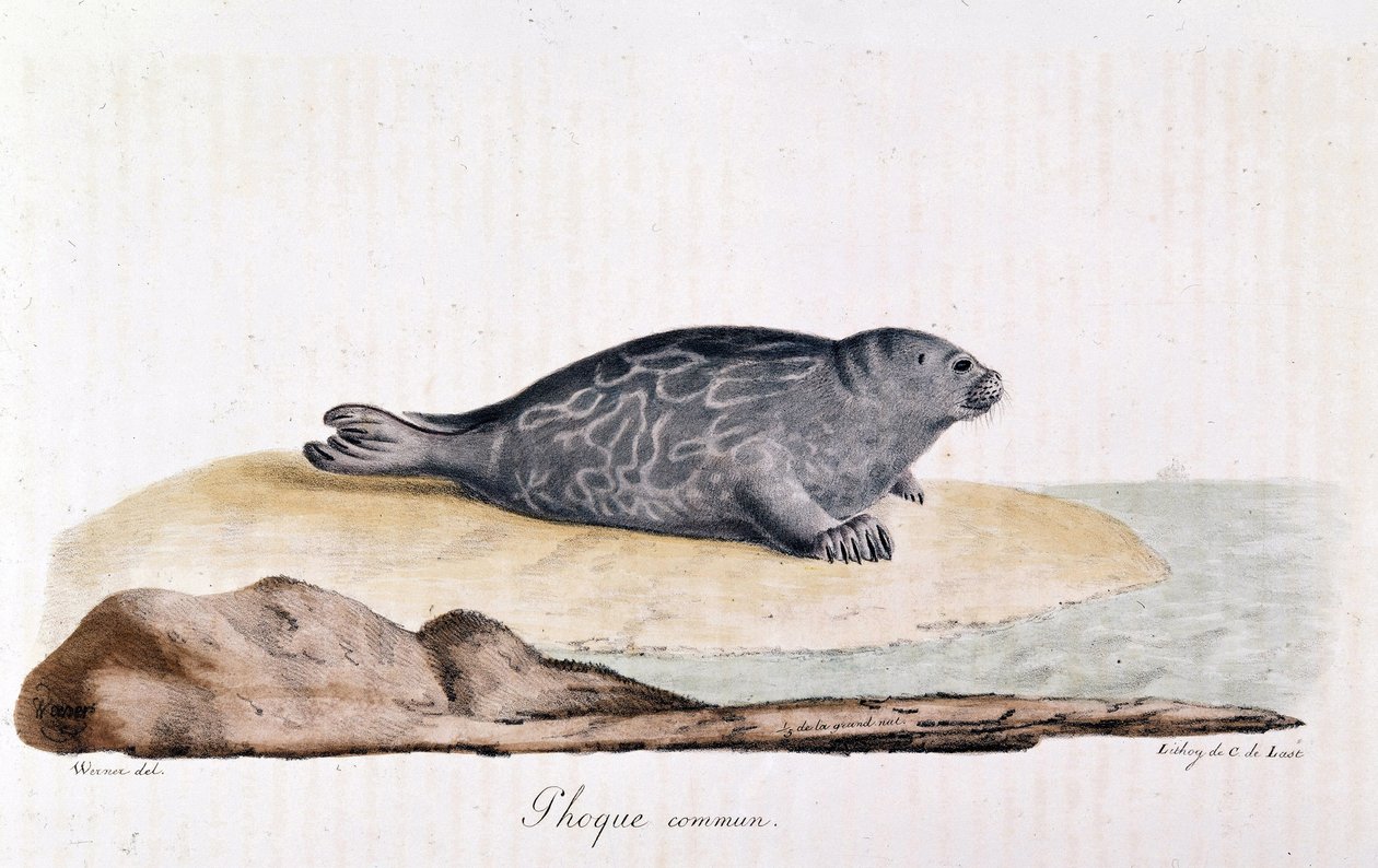 Seal commum - piirustus Werner tekijältä Werner Werner