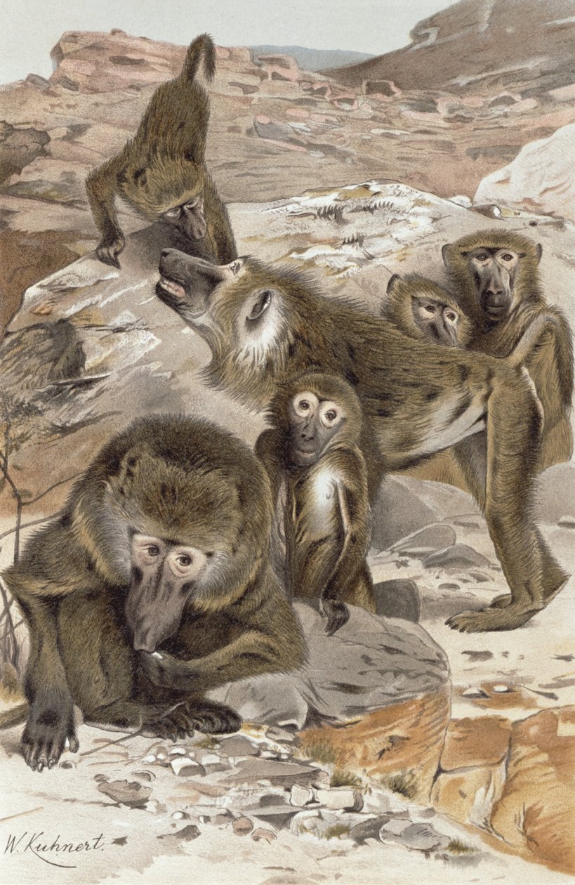 Paviaani, Brehms Tierlebenin levy: Allgemeine Kunde des Tierreichs, osa 1, s. 166, julkaisija Bibliographisches Institut, 1890 tekijältä Wilhelm Kuhnert
