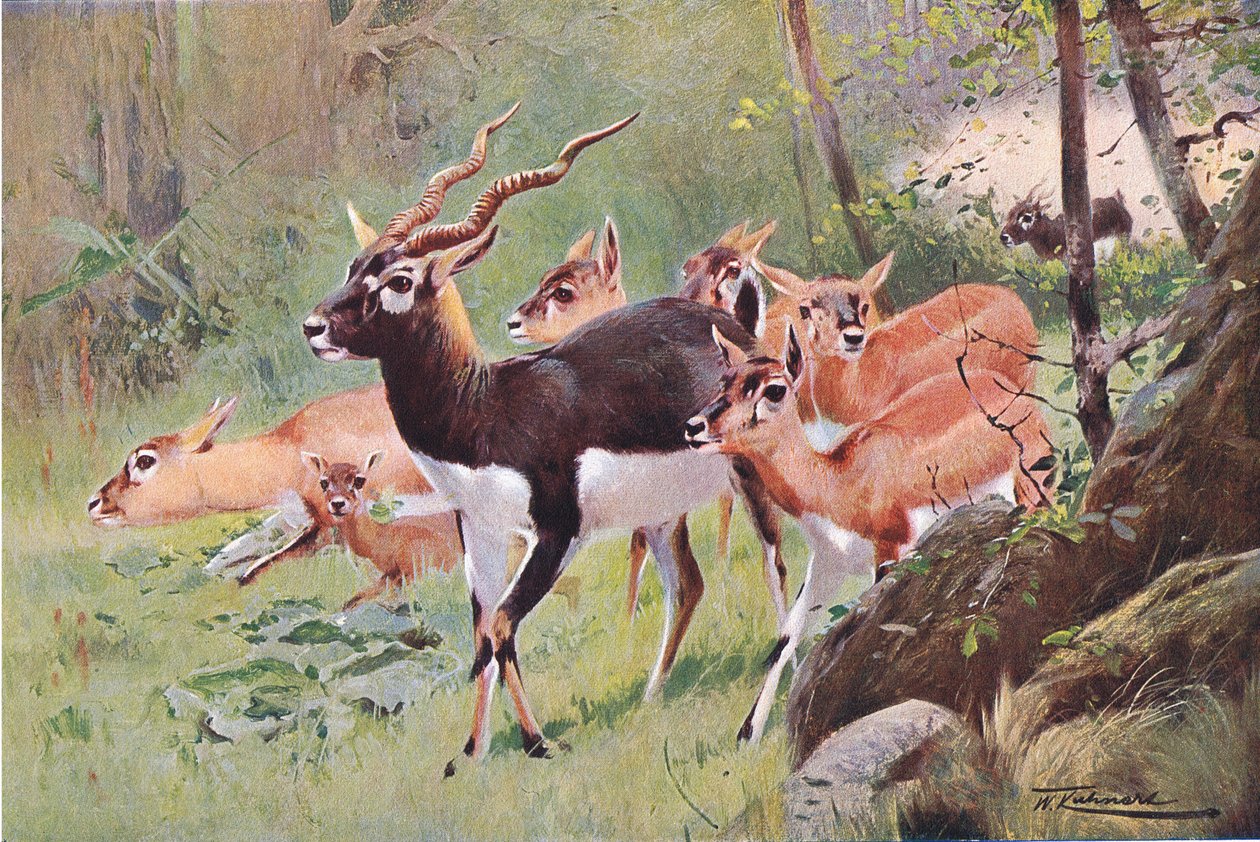 Black Buck, Wildlife of the World, julkaisija Frederick Warne & Co, noin 1900 tekijältä Wilhelm Kuhnert