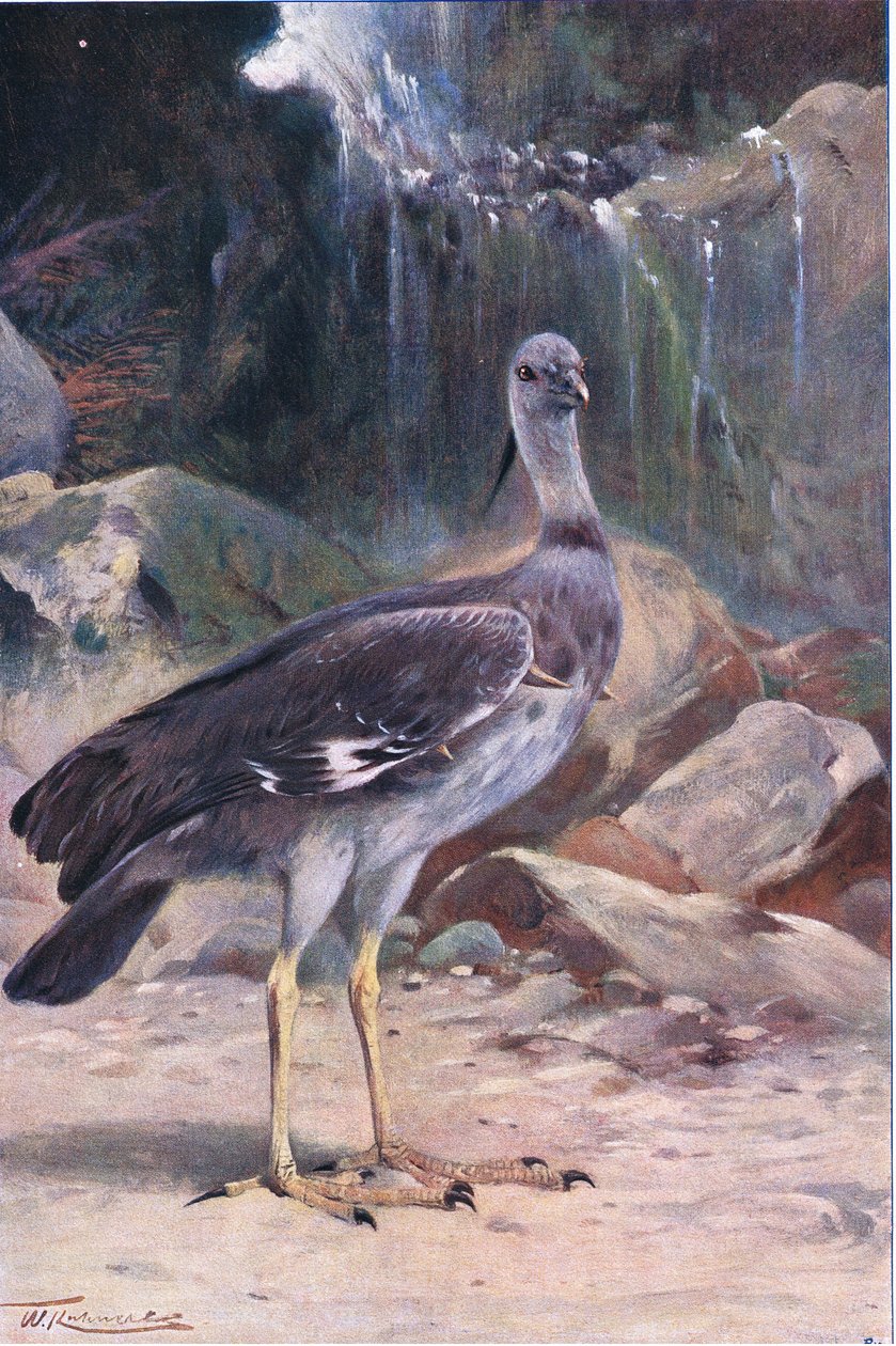 Crested Screamer, Wildlife of the World, julkaisija Frederick Warne & Co, n. 1900 tekijältä Wilhelm Kuhnert
