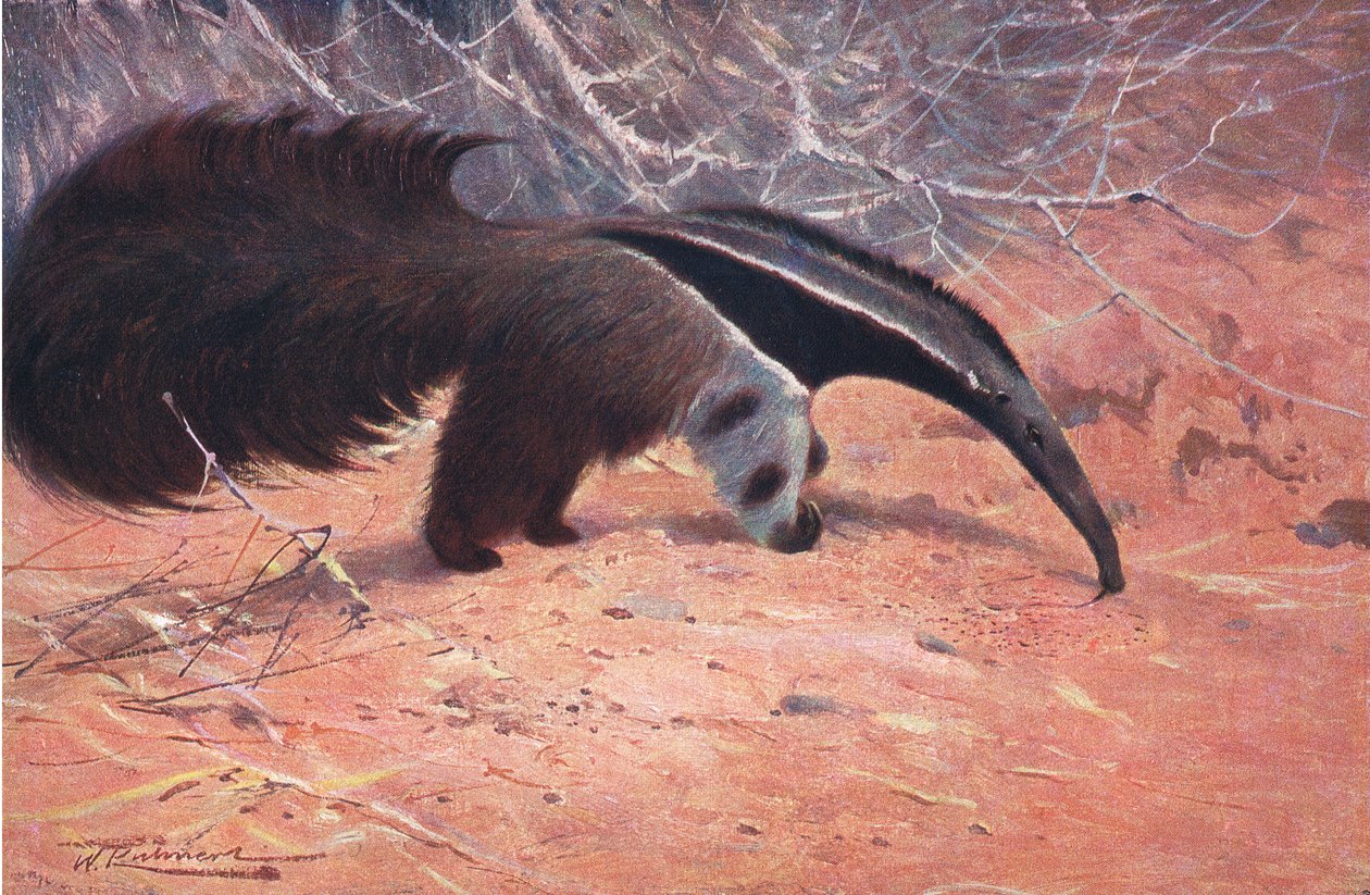 Great Ant Eater, Wildlife of the World, julkaisija Frederick Warne & Co, n. 1900 tekijältä Wilhelm Kuhnert
