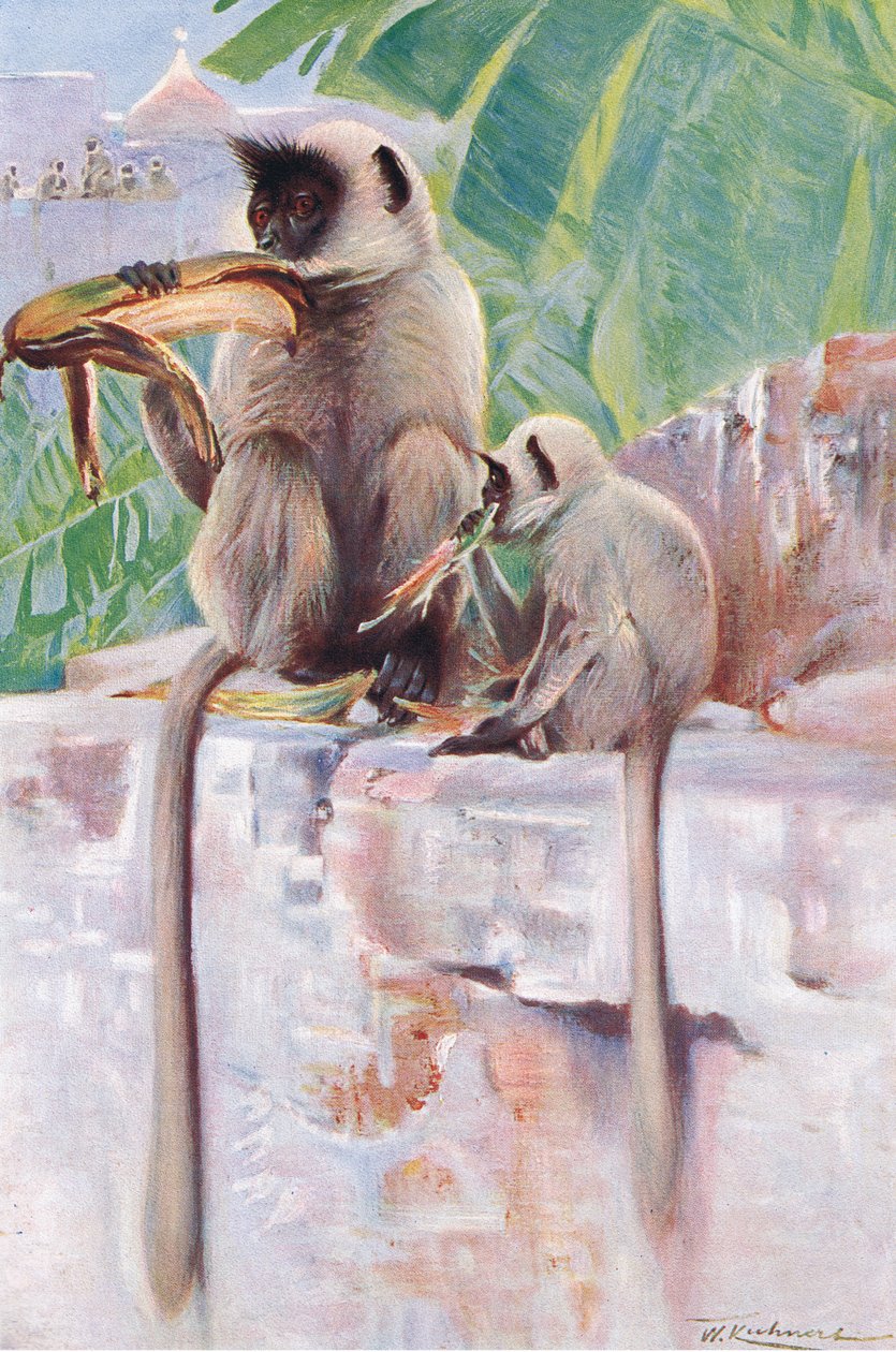 Hanuman Monkey, Wildlife of the World, julkaisija Frederick Warne & Co, n. 1900 tekijältä Wilhelm Kuhnert