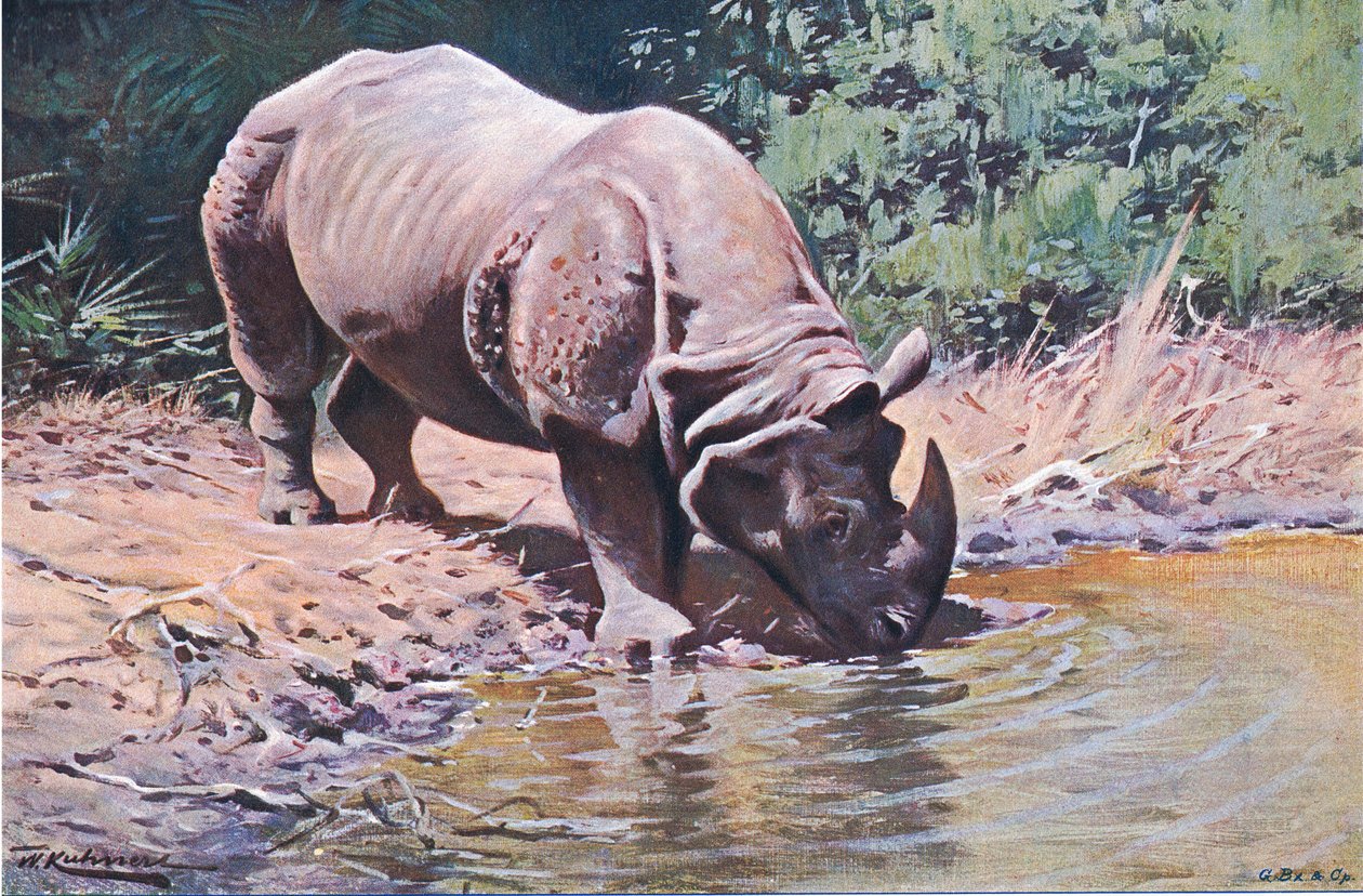 Indian Rhinoceros, Wildlife of the World, julkaisija Frederick Warne & Co, n. 1900 tekijältä Wilhelm Kuhnert