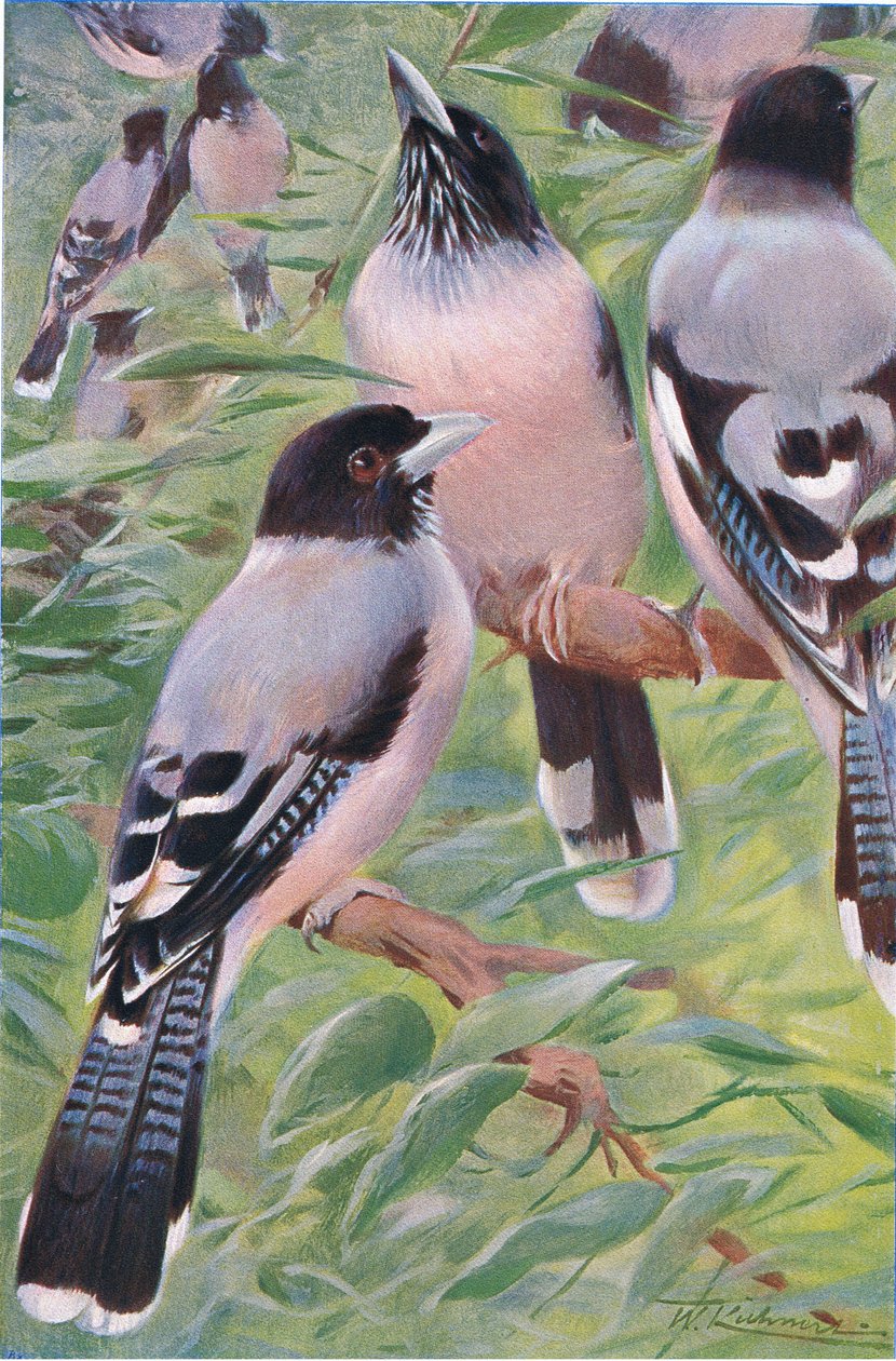 Lanceolated Jay, Wildlife of the World, julkaisija Frederick Warne & Co, n. 1900 tekijältä Wilhelm Kuhnert