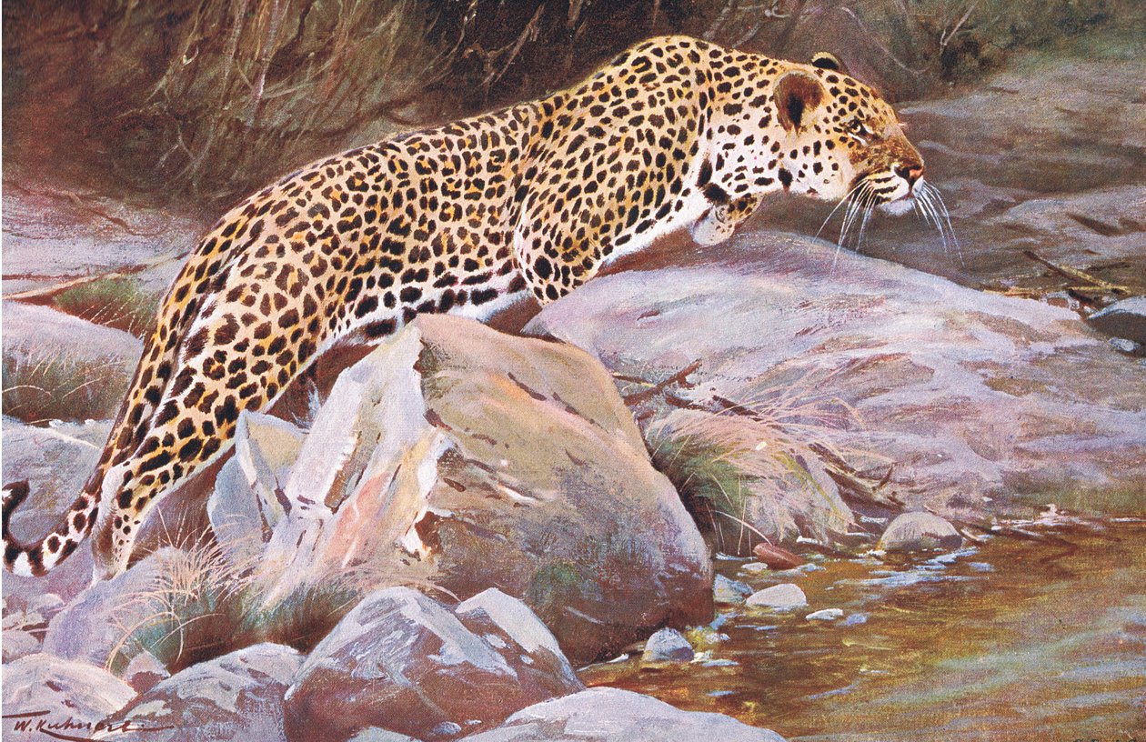 Leopard, Wildlife of the World, julkaisija Frederick Warne & Co, noin 1900 tekijältä Wilhelm Kuhnert