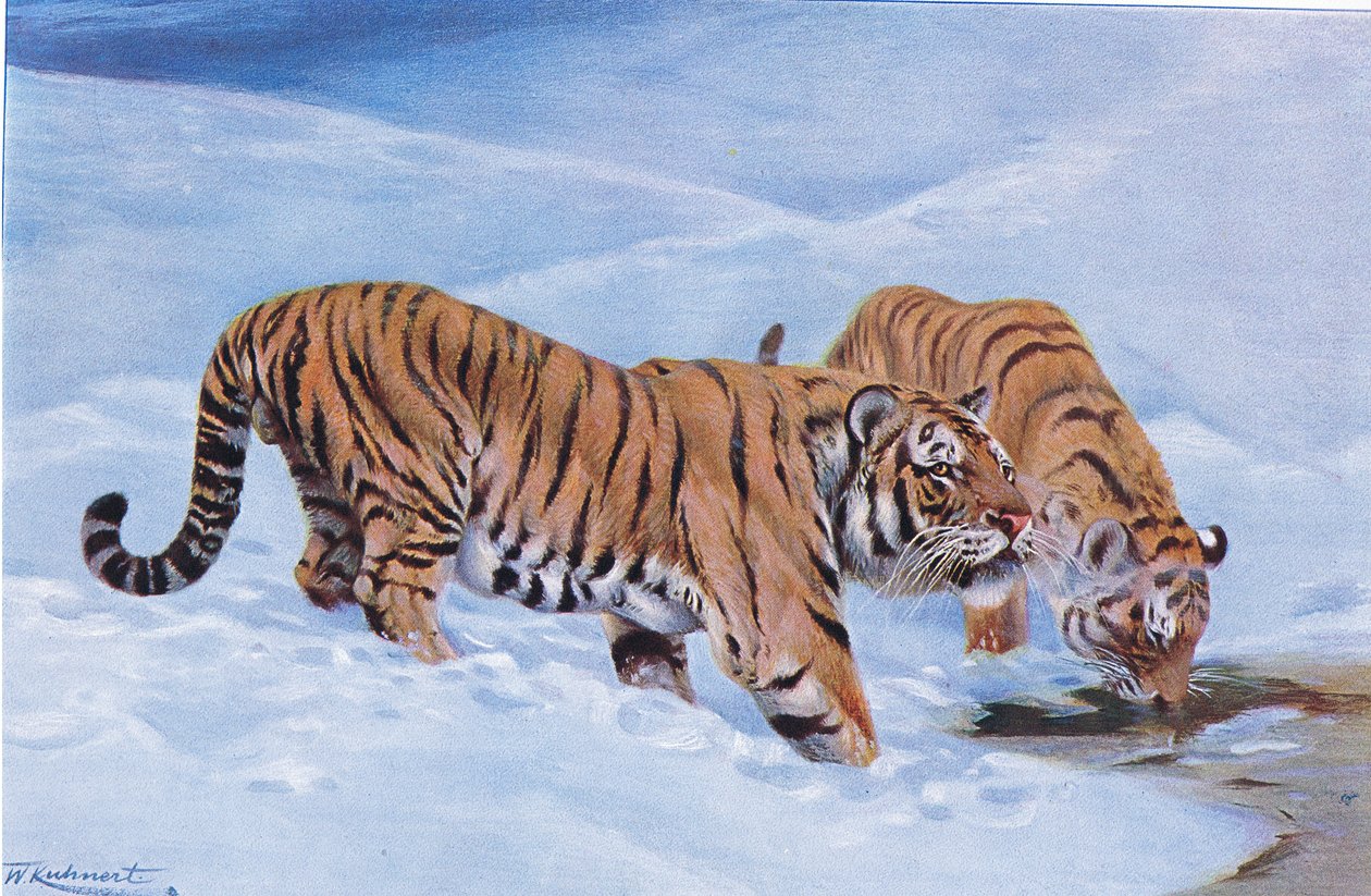 Manchurian Tiger, Wildlife of the World, julkaisija Frederick Warne & Co, n. 1900 tekijältä Wilhelm Kuhnert