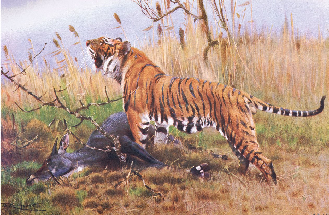 Tiger, Wildlife of the World, julkaisija Frederick Warne & Co, noin 1900 tekijältä Wilhelm Kuhnert