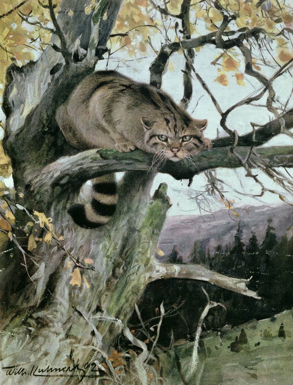 Villikissa puussa, 1902 tekijältä Wilhelm Kuhnert