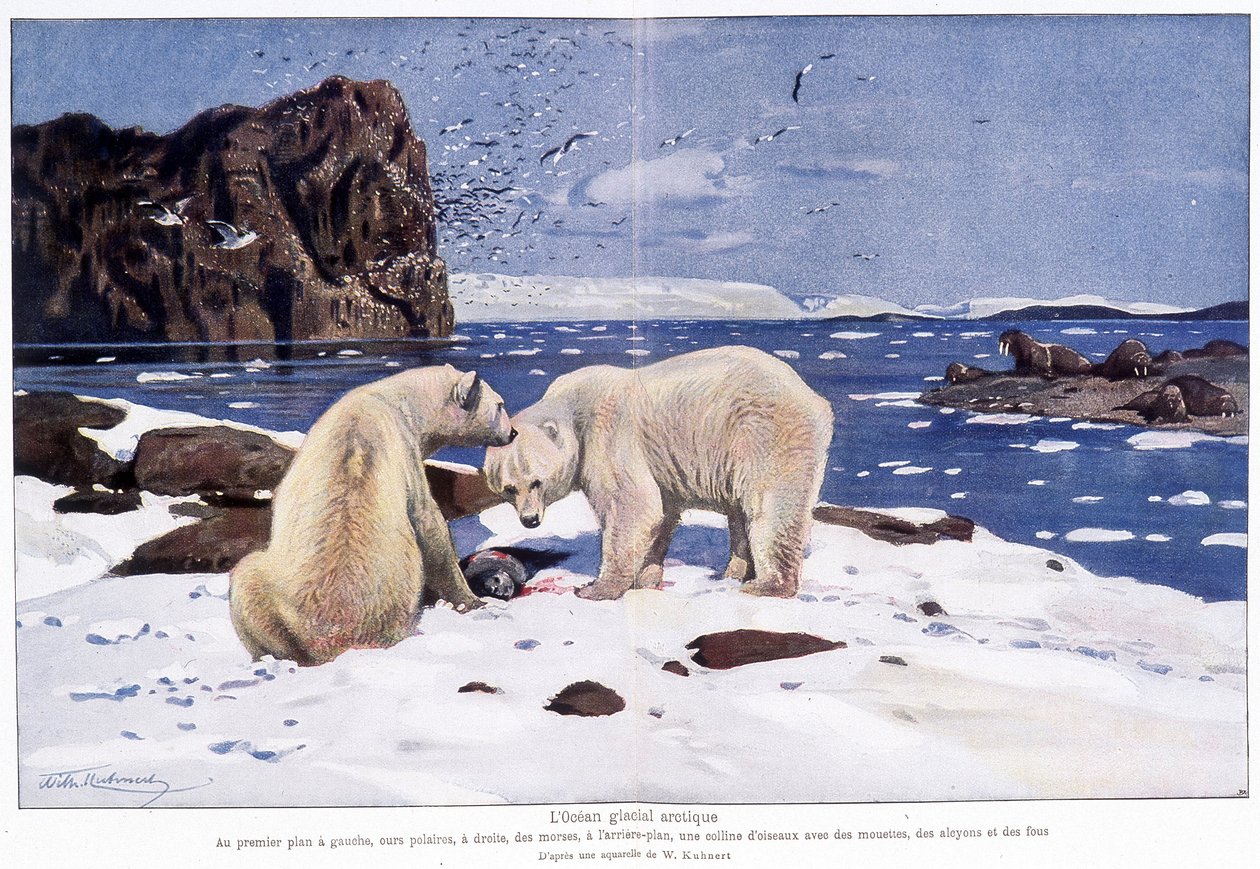 Jäämeri, jossa on kaksi jääkarhua, mursut ja linnut (lokit, alkyonit ja typerykset). Perustuu W. Kuhnertin akvarelliin. tekijältä Wilhelm (after) Kuhnert