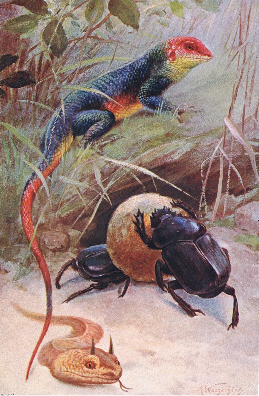 Gama, sarvikyykäärme ja pyhä kovakuoriainen, kuvitus elokuvasta Wildlife of the World, n. 1910 tekijältä Wilhelm Kuhnert