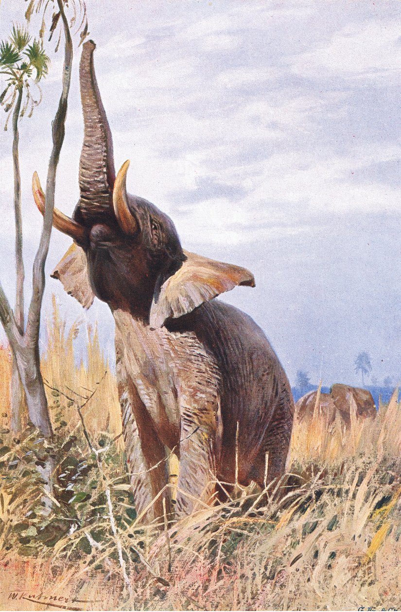 Afrikkalainen norsu, kuvitus julkaisusta Wildlife of the World, n. 1910 tekijältä Wilhelm Kuhnert