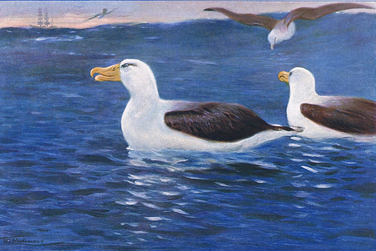 Albatrossi, kuvitus teoksesta Wildlife of the World, n. 1910 tekijältä Wilhelm Kuhnert