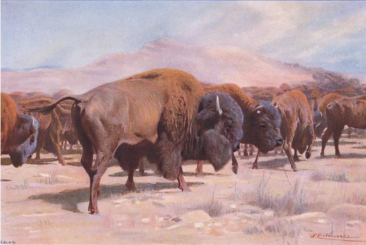 American Bison, Frederick Warne & Co:n julkaisemasta Wildlife of the World -teoksesta, noin 1900. tekijältä Wilhelm Kuhnert