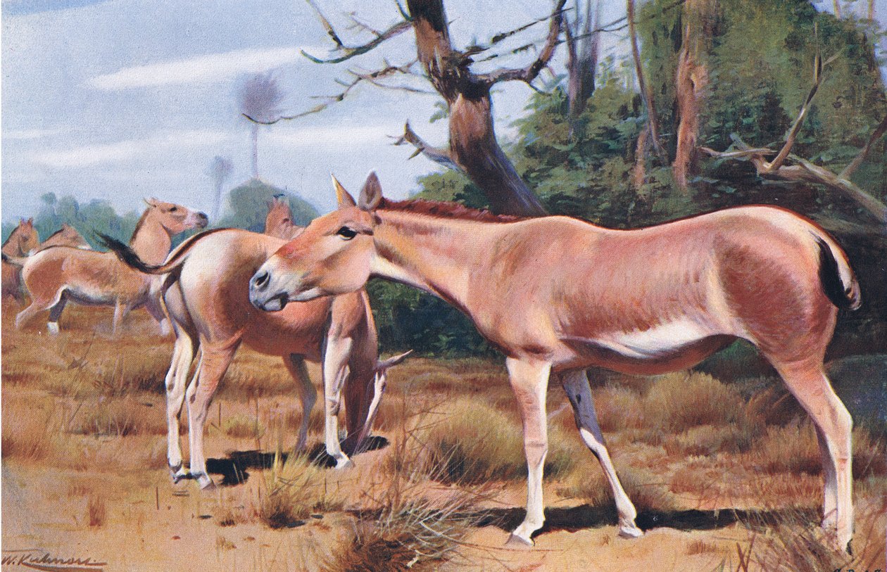 Asiatic Wild Ass, Wildlife of the World, julkaisija Frederick Warne & Co, n. 1900 tekijältä Wilhelm Kuhnert