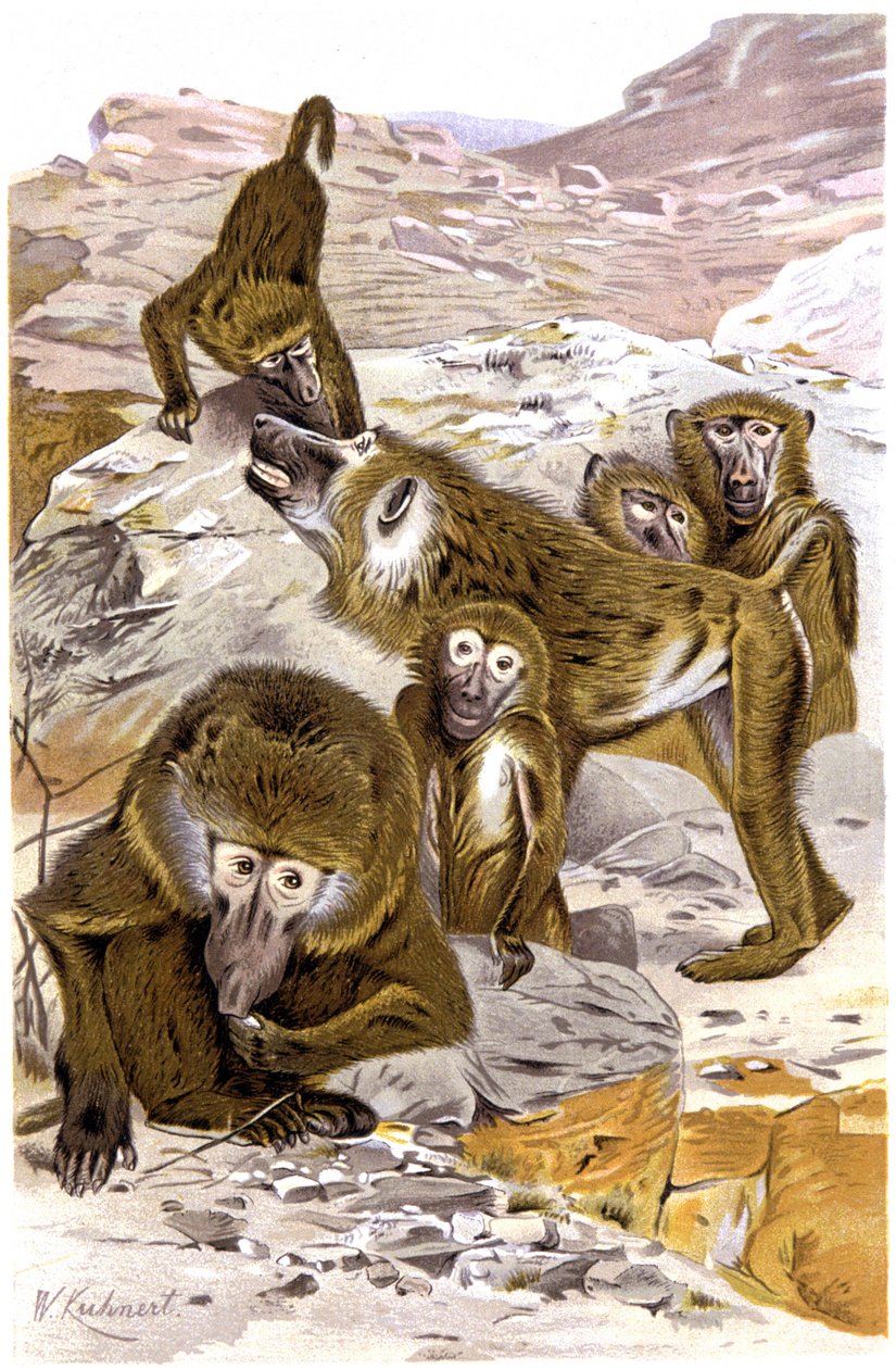 Paviaaneja tekijältä Wilhelm Kuhnert