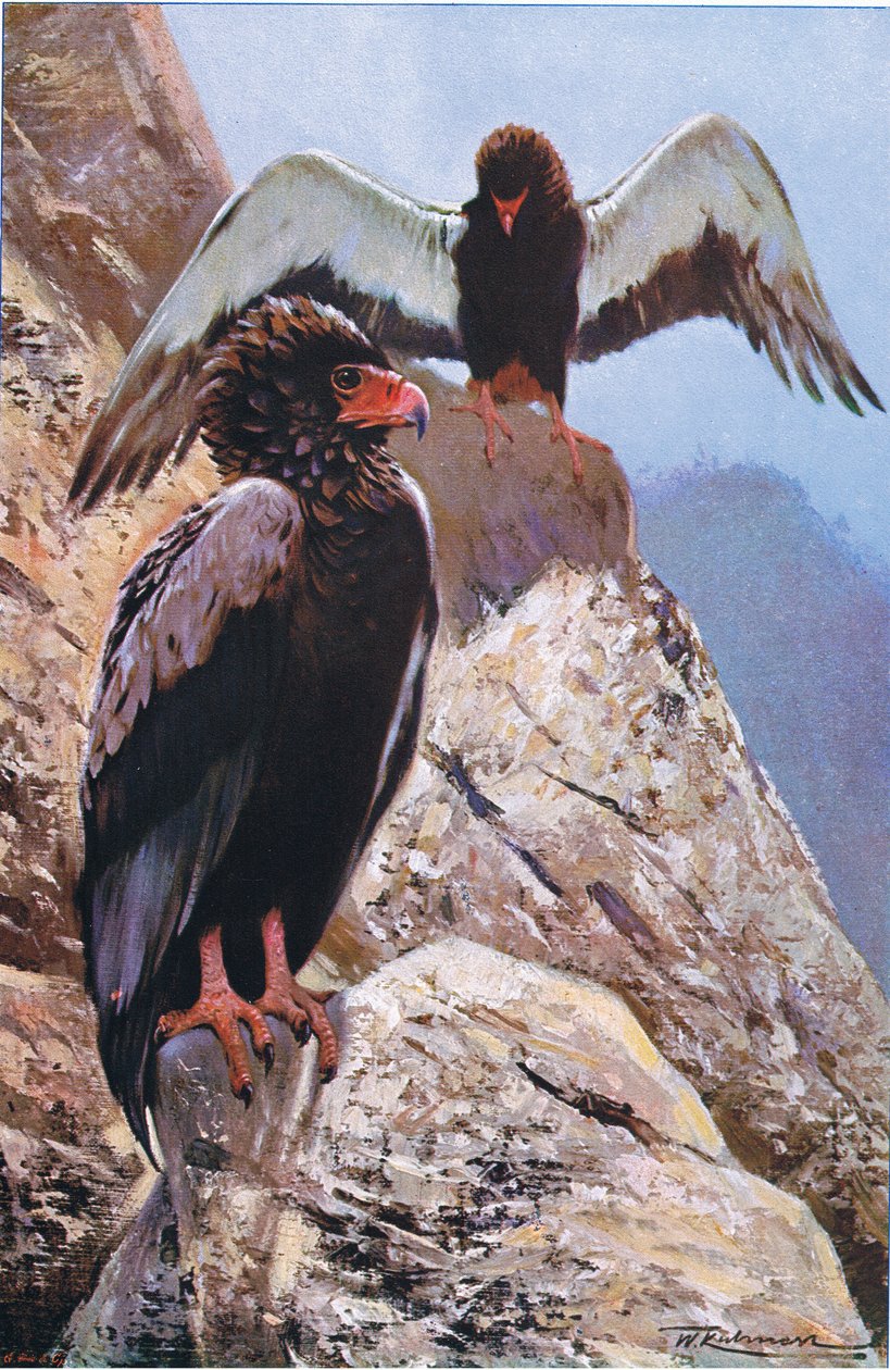 Bateleur Eagle, kuvitus julkaisusta Wildlife of the World, n. 1910 tekijältä Wilhelm Kuhnert