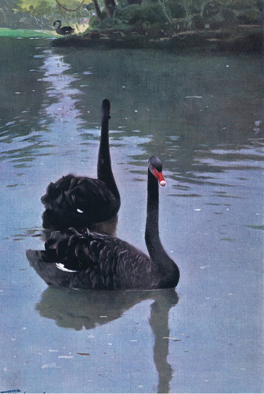 Musta joutsen, kuvitus teoksesta Wildlife of the World, n. 1910 tekijältä Wilhelm Kuhnert
