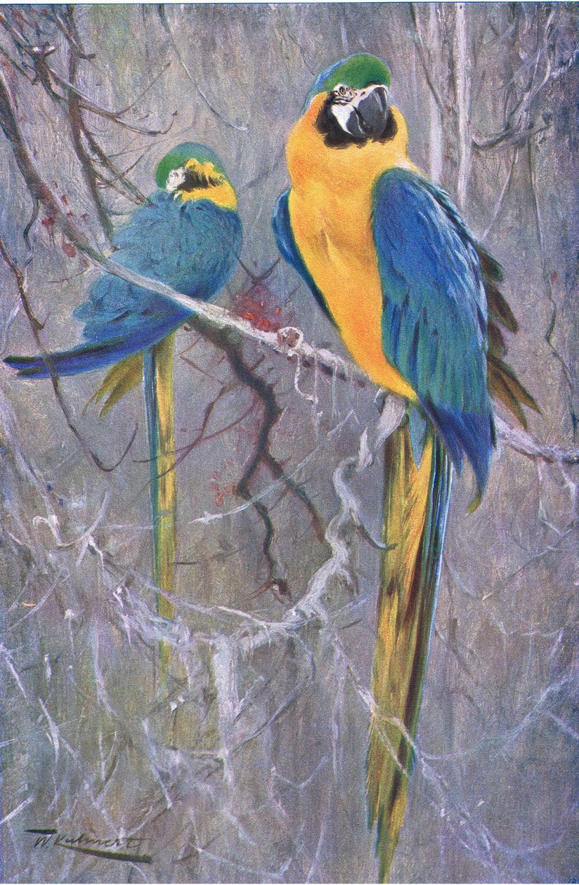 Blue and Yellow Macaw, Wildlife of the World -julkaisusta, julkaisija Frederick Warne & Co, n. 1900 tekijältä Wilhelm Kuhnert