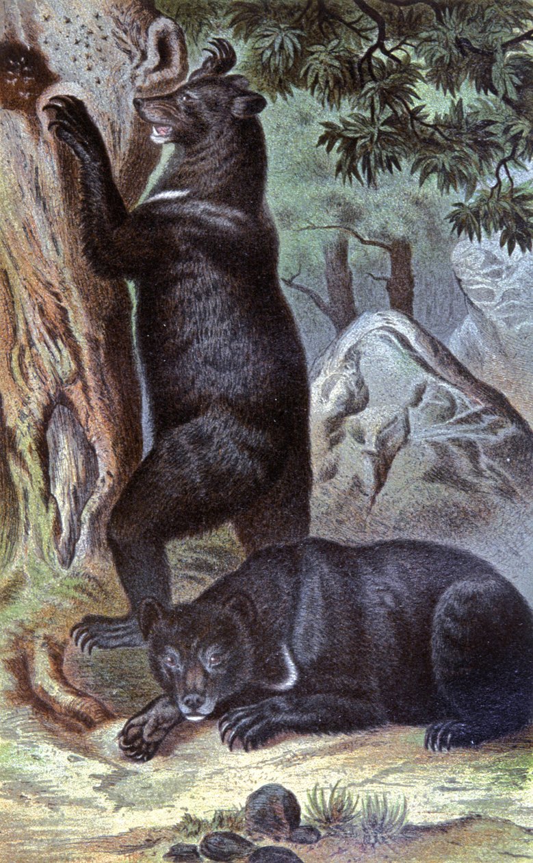 Ruskeat karhut, n. 1884 (kromo) tekijältä Wilhelm Kuhnert