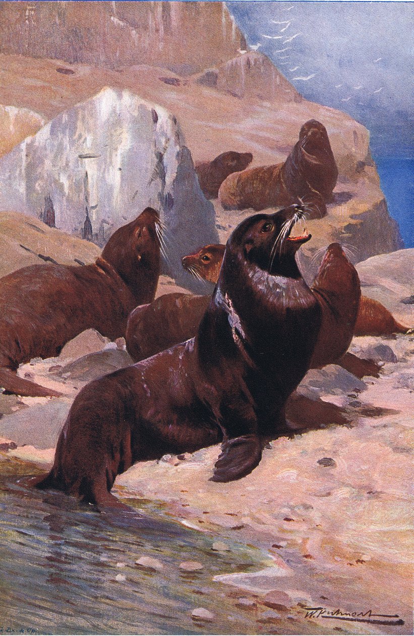 California Sea Lion, Wildlife of the World, julkaisija Frederick Warne & Co, noin 1900 tekijältä Wilhelm Kuhnert