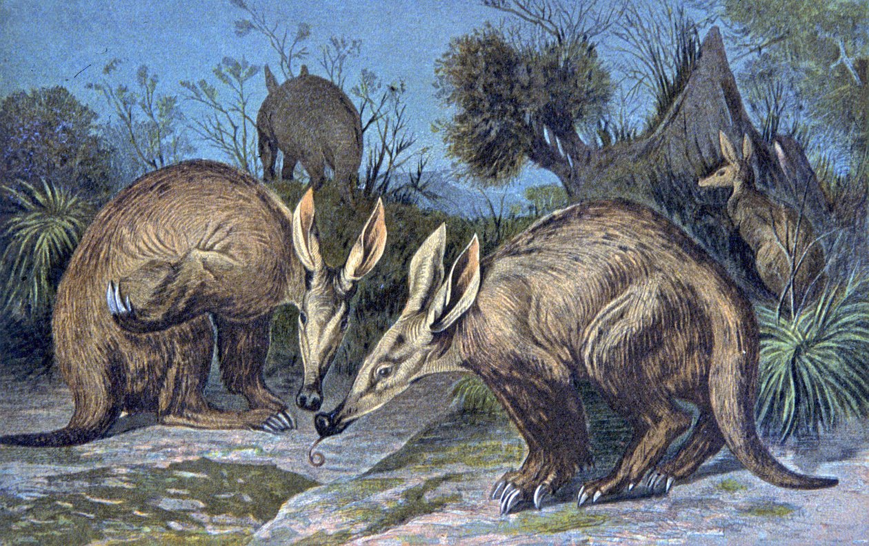 Cape aardvark, savisika tekijältä Wilhelm Kuhnert