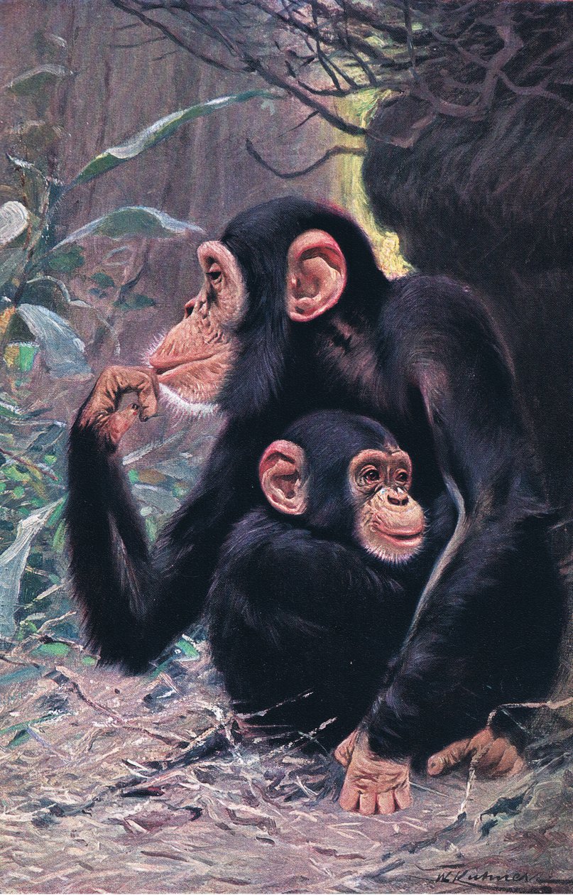 Simpanssi, kuvitus teoksesta Wildlife of the World, n. 1910 tekijältä Wilhelm Kuhnert