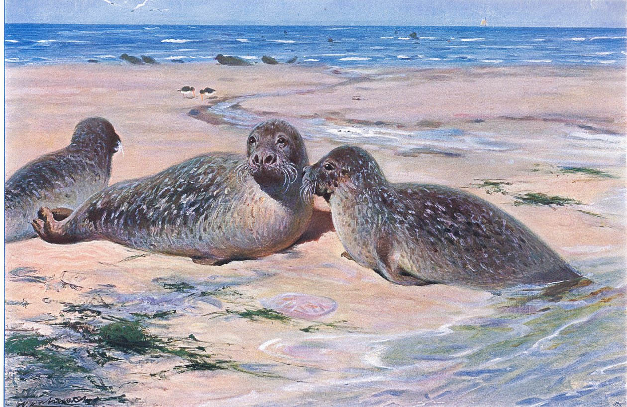 Common Seal, Wildlife of the World, julkaisija Frederick Warne & Co, noin 1900 tekijältä Wilhelm Kuhnert