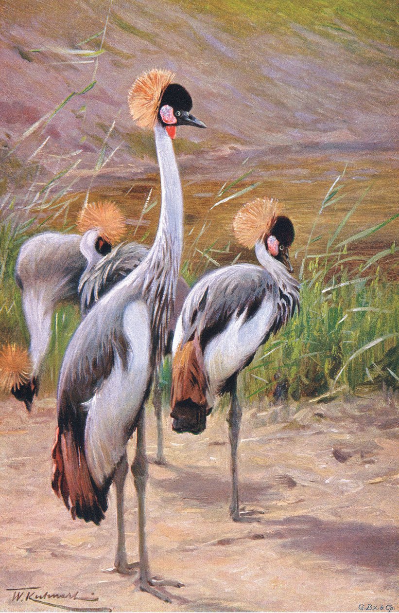 Crown Crane, kuvitus julkaisusta Wildlife of the World, n. 1910 tekijältä Wilhelm Kuhnert