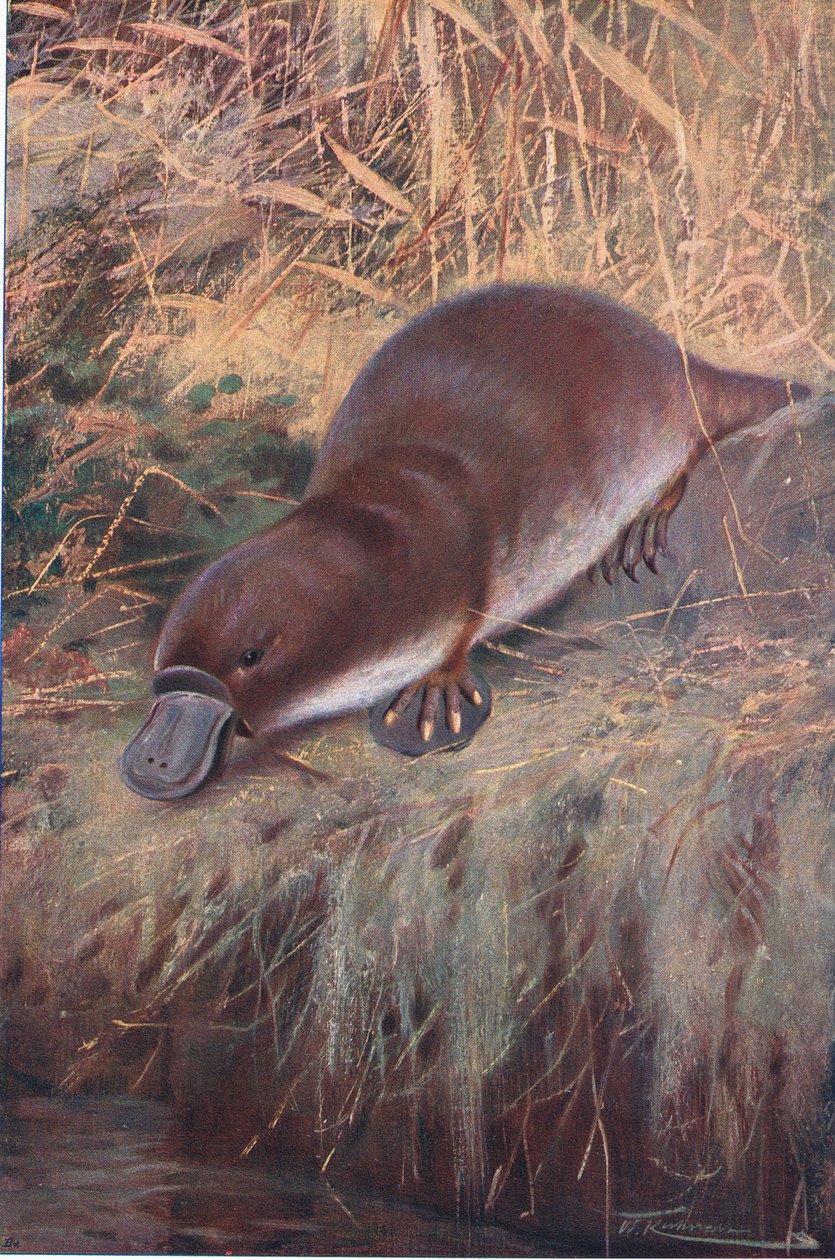 Ankannokka, kuvitus teoksesta Wildlife of the World, n. 1910 tekijältä Wilhelm Kuhnert