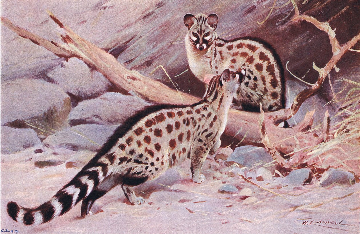 Dungola Genet, kuvitus teoksesta Wildlife of the World, n. 1910 tekijältä Wilhelm Kuhnert