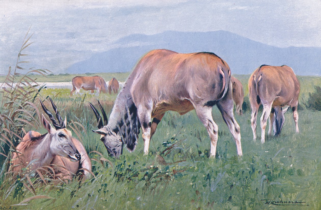 Eland, kuvitus teoksesta Wildlife of the World, n. 1910 tekijältä Wilhelm Kuhnert