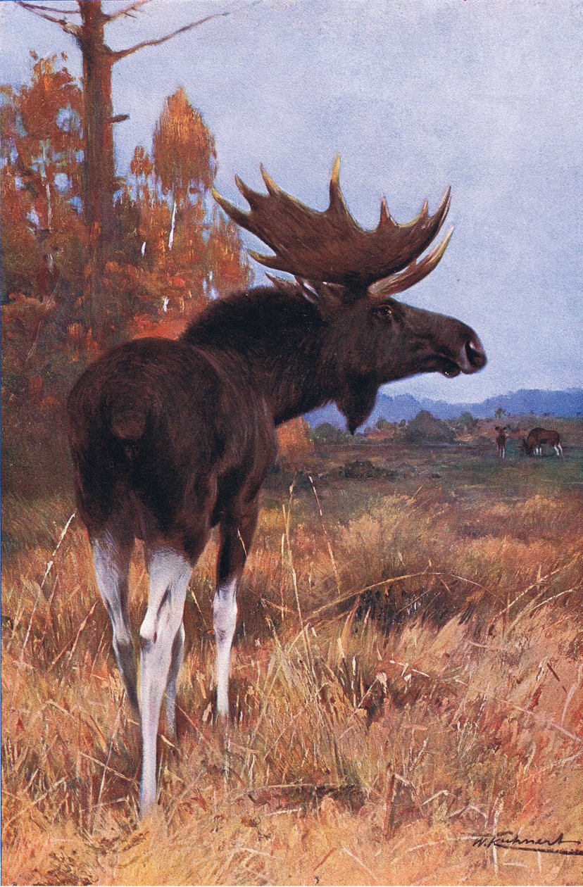 Elk or Moose, Wildlife of the World, julkaisija Frederick Warne & Co, n. 1900 tekijältä Wilhelm Kuhnert