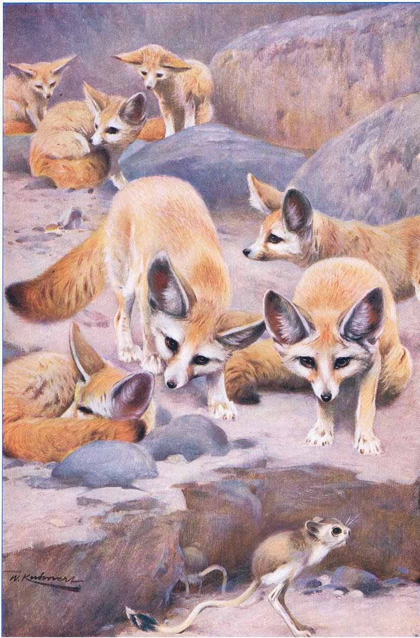 Fennec ja Jerboa, kuvitus aiheesta Wildlife of the World, n. 1910 tekijältä Wilhelm Kuhnert