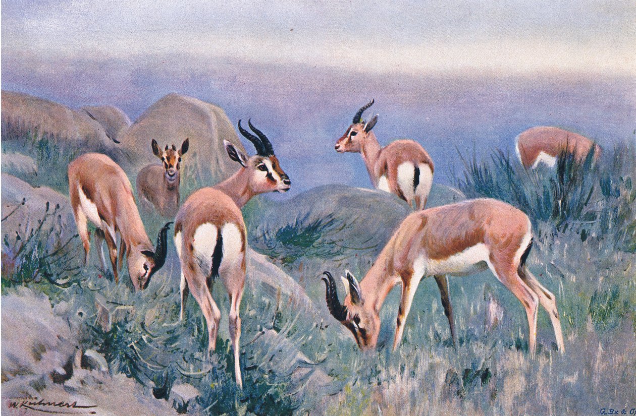 Gazelli, Frederick Warne & Co:n julkaisemasta Wildlife of the World -teoksesta, noin 1900. tekijältä Wilhelm Kuhnert