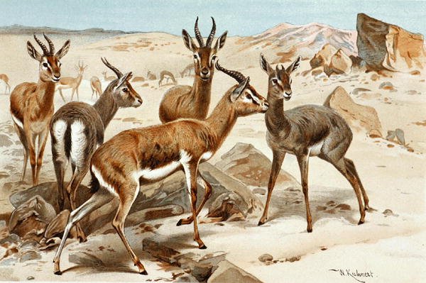 Gazellit, levy "Brehms Tierleben: Allgemeine Kunde des Tierreichs", voi. 3, s. 9, julkaisija Bibliographisches Institut tekijältä Wilhelm Kuhnert