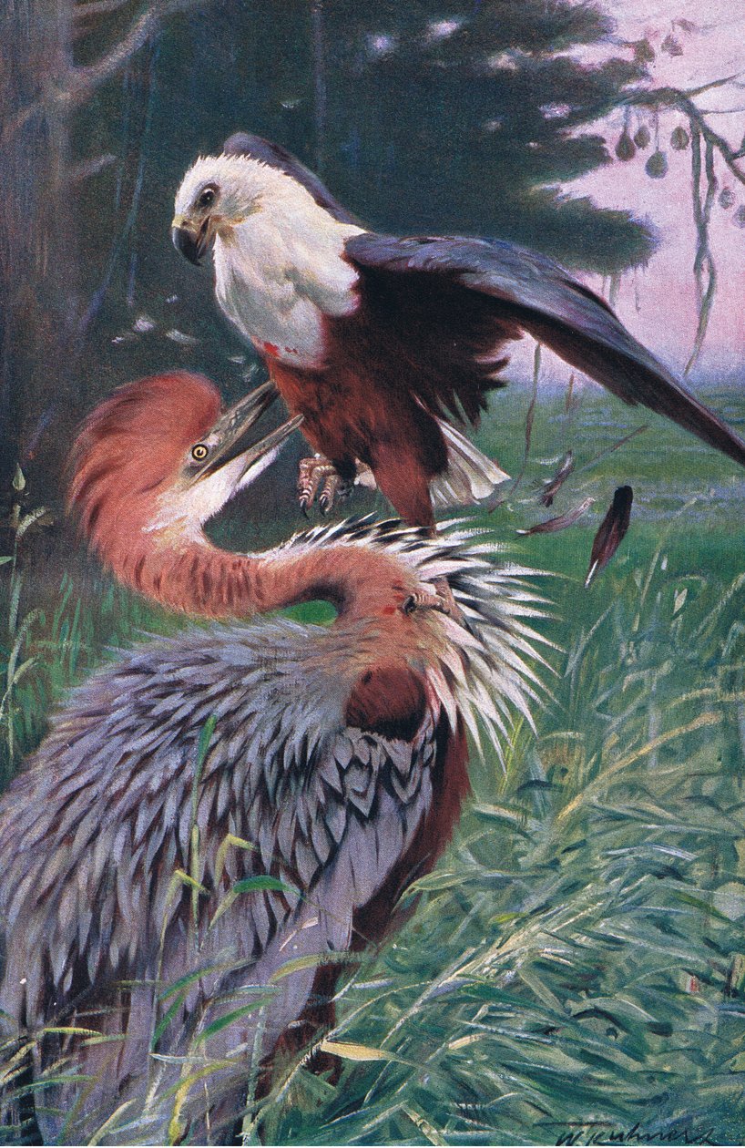 Giant Heron and Sea Eagle, kuvitus Wildlife of the World, n. 1910 tekijältä Wilhelm Kuhnert