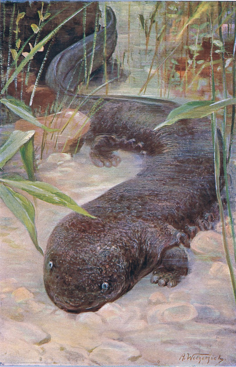 Giant Salamander, Wildlife of the World, julkaisija Frederick Warne & Co, n. 1900 tekijältä Wilhelm Kuhnert